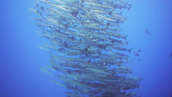 school of barracuda swim in a vortex shape at a coral reef