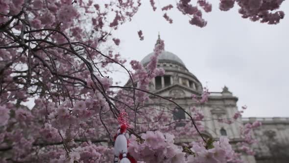 Wide Beautiful pink Cherry blossom flowers in front of St Pauls Cathedral focus pull