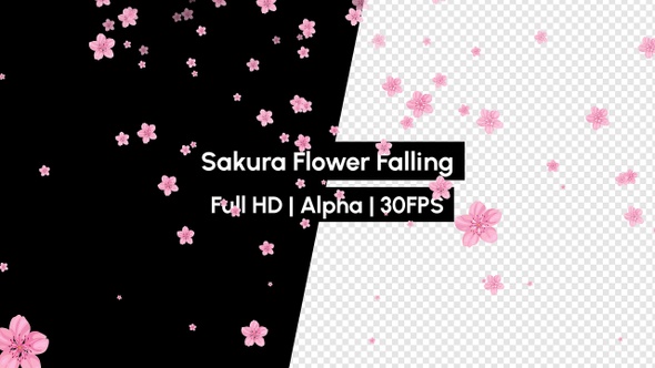 Sakura Blossoms Flower Falling with Alpha