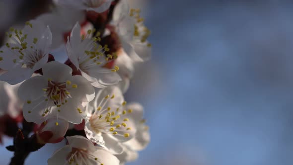 Branches of a Blossoming Apricot Against the Blue Sky.