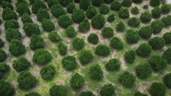 Orange citrus trees on fruit plantation