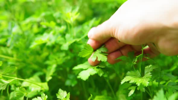 Coriander Plant Leaf Growing Garden