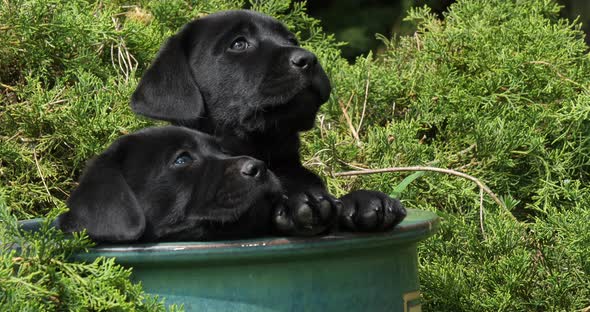 Black Labrador Retriever, Puppies Playing in a Flowerpot, Normandy, Slow Motion 4K