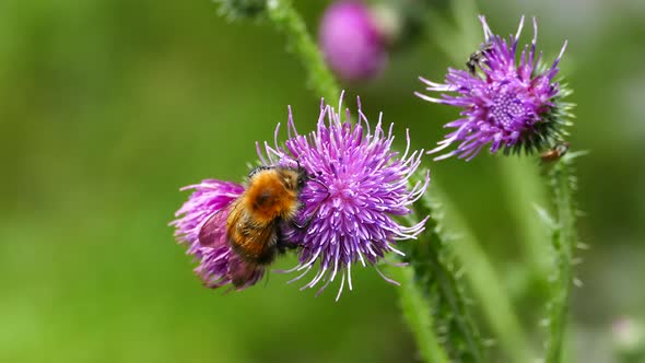 Humblebee and flies on the Carduus plant 