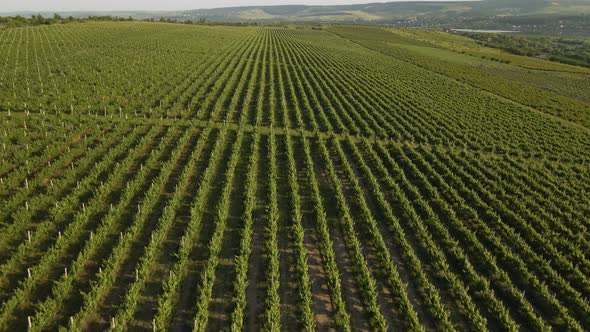 Italian Countryside Beautiful Farms and Vineyards Beautiful Aerial View