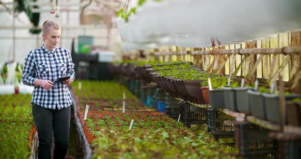 Female Botanist Using Calculator At Greenhouse