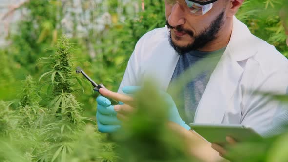 Professional researchers are checking plants and doing quality control of legally grown.