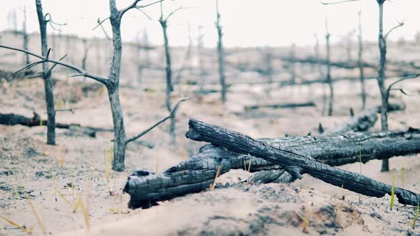 Burntout Trees on the Ground Covered with Ashes