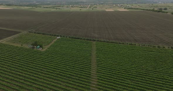 aerial view of vineyeard with group of people working in it