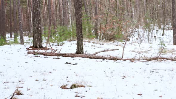 Fallen Dry Tree with Big Crooked Bitches and Brown Bark Lies in the Spring Forest on the Snow