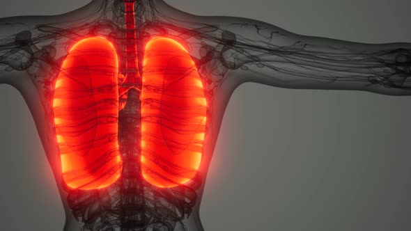 Science Anatomy Scan of Human Lungs alt
