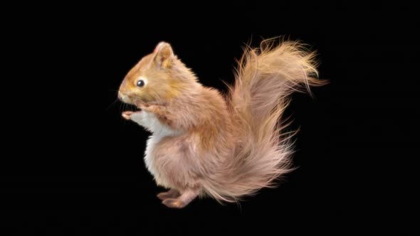 75 Squirrel Hip Hop Dancing HD