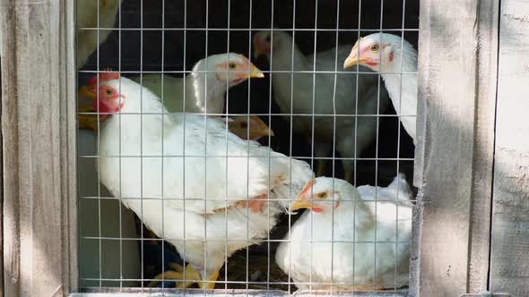 Domestic Poultry in Metal Cage