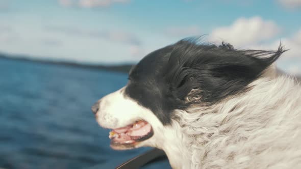 Cute old dog happy face in wind out speed boat