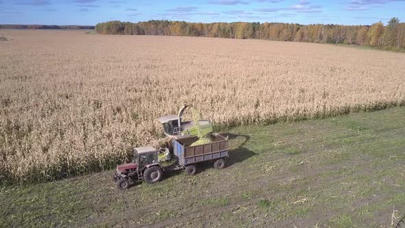 Side View Harvester with Tractor and Lorry Gather Corn Mass