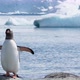 Gentoo Penguin - VideoHive Item for Sale