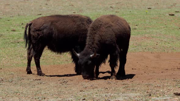 A herd of bison in Arizona