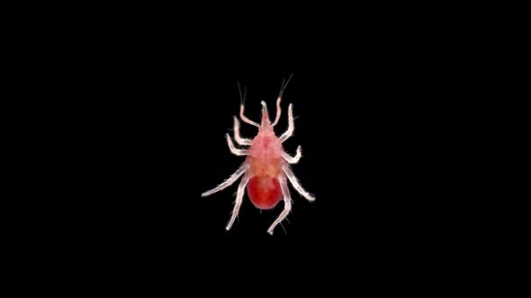Predatory Mite Acari of Family Bdellidae Under a Microscope Order Prostigmata Lives in Forest Litter