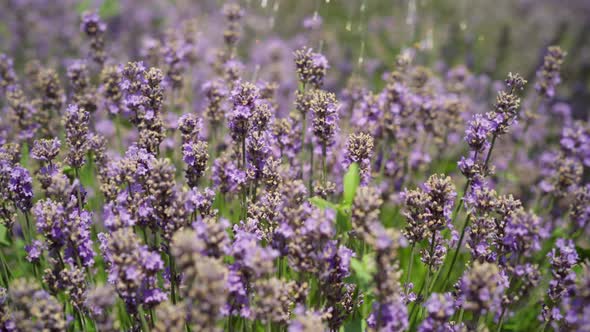 Purple Lavender Flowers with Water Pouring in Sunrays