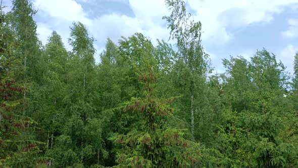 Young growing spruce blossom on a tip of branch spring, beautiful new cones in spruce.