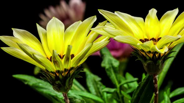 Gazania Flower Blossoming 5