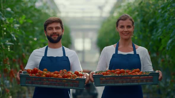 Couple Farmers Showing Harvest Tomatoes Vegetable Basket in Modern Greenhouse