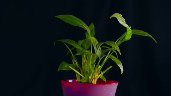 Spraying of Liquid Fertilizer on Flower Spathiphyllum