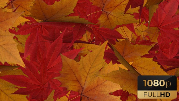 Leaves Transition alt