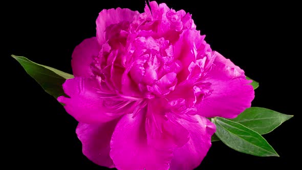 Time Lapse of Opening Beautiful Red Peony Flowers