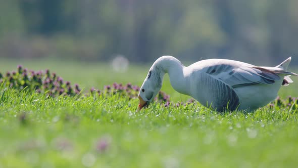 Lone white greylag goose feeding in lush green farmland meadow; parallax