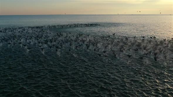 Wild Ducks Take Off At Sunset