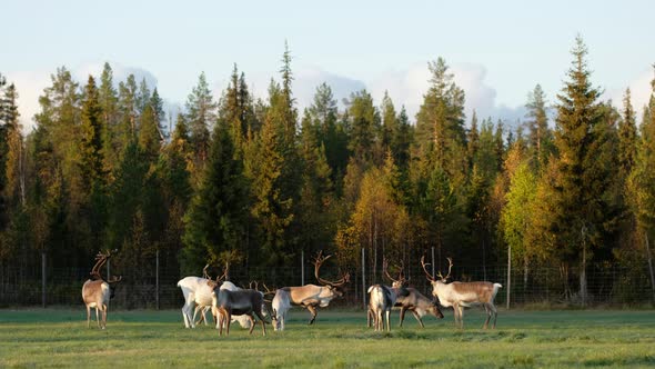 Herd of Deer Graze on the Field in Rut Season in Lapland, Northern Finland