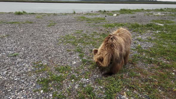 A Drone View of a Brown Bear Digging Rocks on a River Bank Search of Food