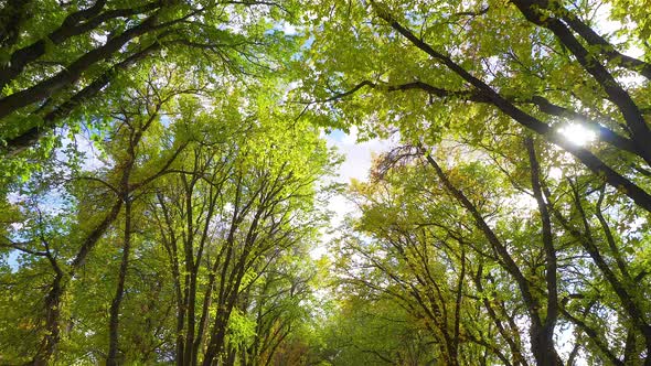 Autumn trees. 30p conformed to 24p