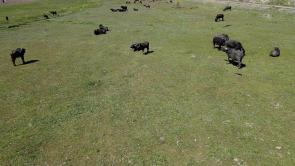 animals buffalo spring