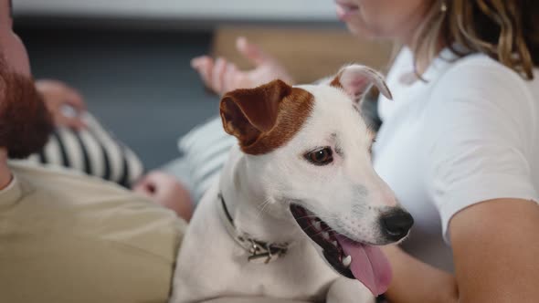 Domestic Dog Next to Their Owners