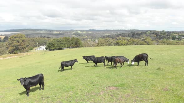 A moving forward aerial shot of black and white cattle moving freely and happily on a lush green far