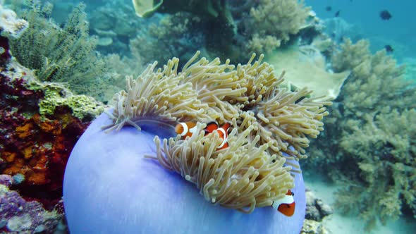 Sea Anemone and Clown Fish