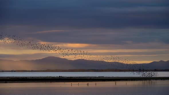 Long Bird Flock Formation at Sunset, Natures Wonder of Murmuration