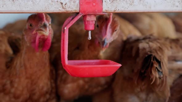 Close Up Free Range Backyard Chickens Hens Drinking Water By Nipple Drinker