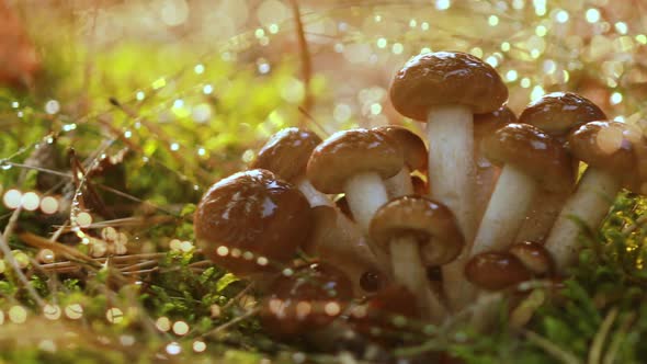 Armillaria Mushrooms of Honey Agaric In a Sunny Forest in the Rain