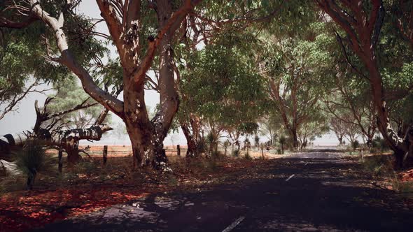 Open Road in Australia with Bush Trees