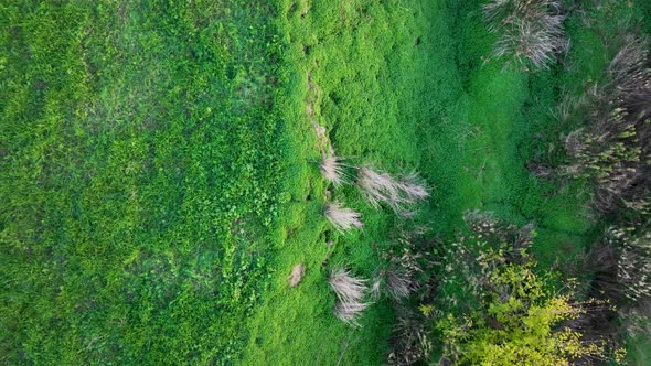 Juicy Grass Texture Aerial View 4 K