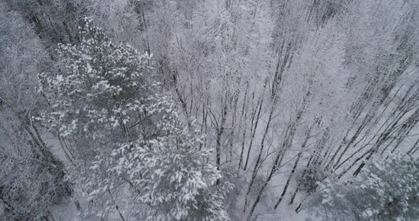 Winter Landscape Forest