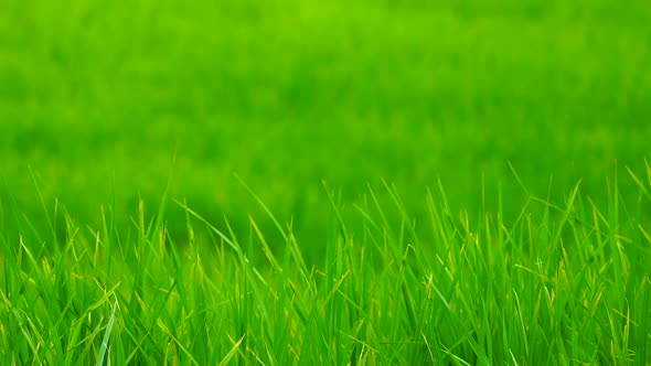 Green rice field in a lush agriculture land