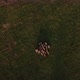 Border Collies Graze Sheep in a Green Alpine Field a Bird'seye View - VideoHive Item for Sale