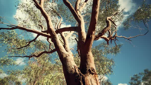 Eucaliptus in Australia Red Center