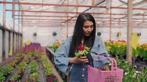 Young Pretty Woman in Organic Green Market or Greenhouse