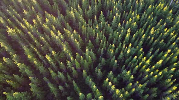 Drone footage looking down on an angle at the top of a pine tree plantation with a setting sun shinn