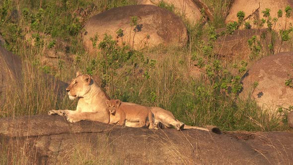 Lioness with cubs in early morning sunshine, on Koppie in Serengeti National Park, Tanzania.